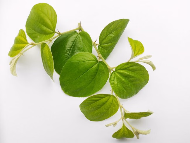 Daun Bidara